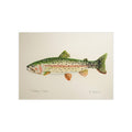 Cutbow Trout Art Print 5x7" — Watercolor Fish Illustration Unframed