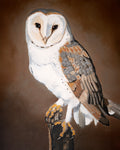 Barn Owl