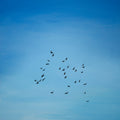 A Gathering in the Sky – Original Acrylic Painting