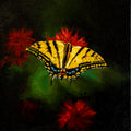 Tiger Swallowtail