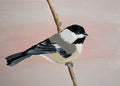 Black Capped Chickadee