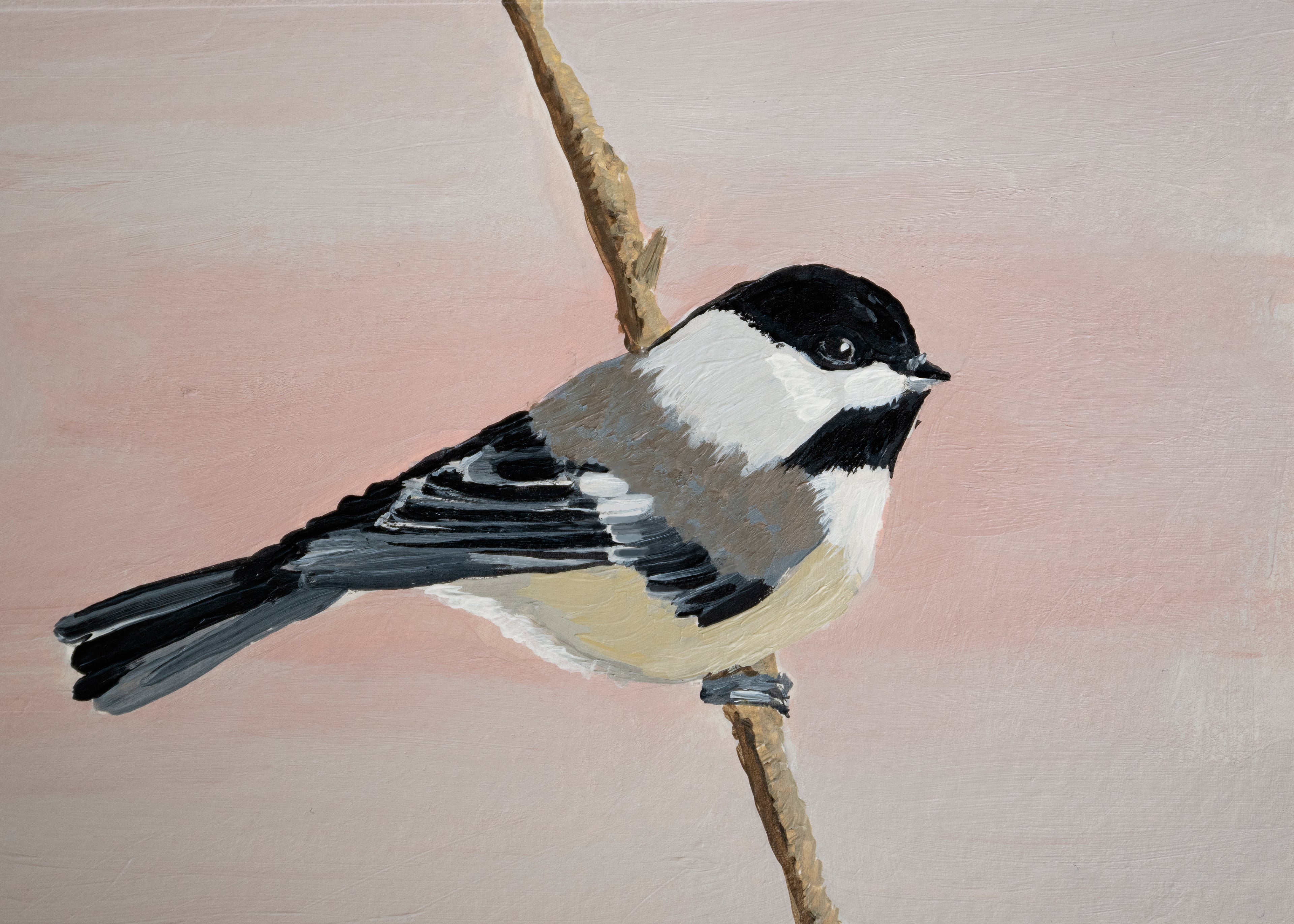 Black Capped Chickadee