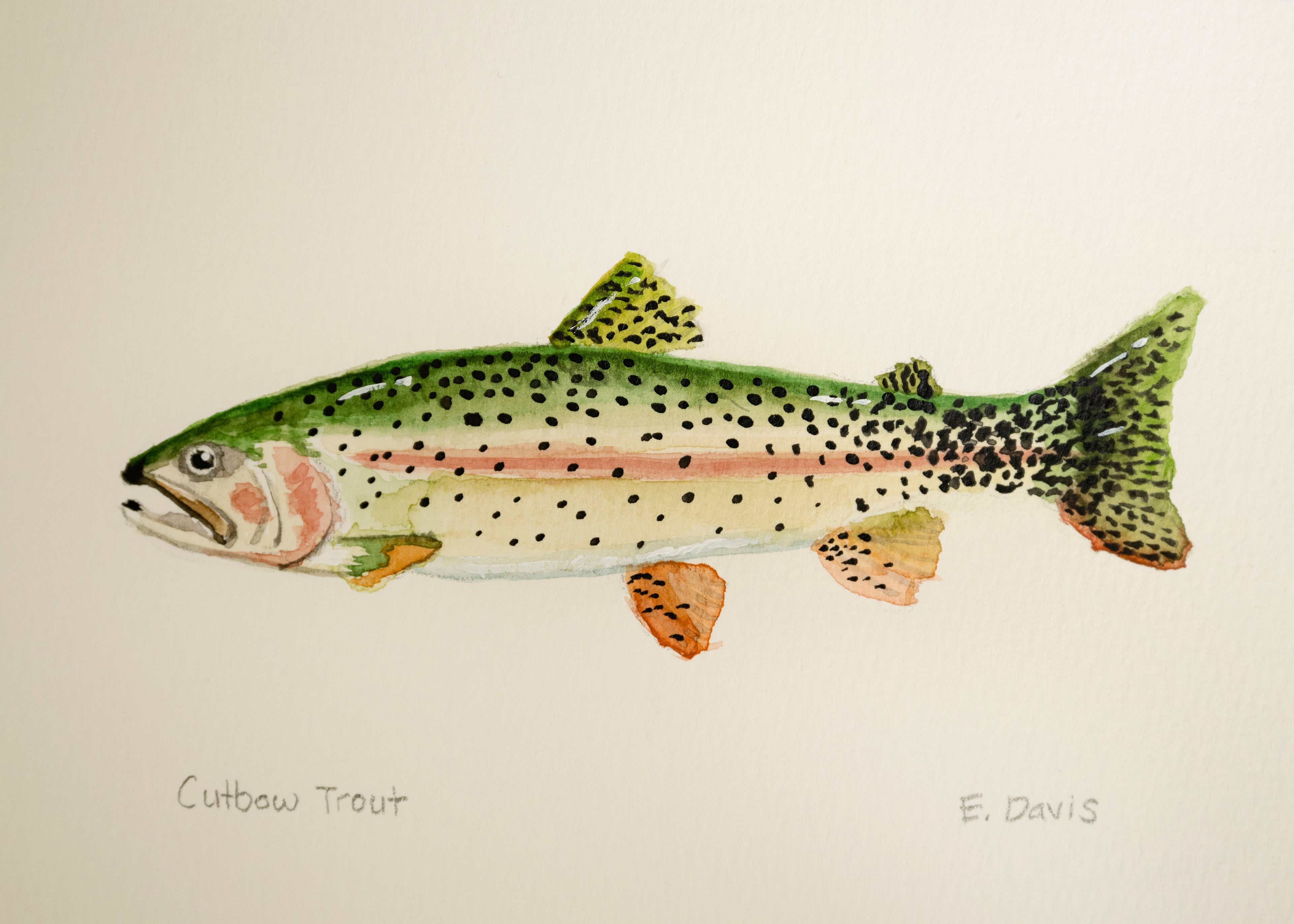 Cutbow Trout 5x7 Original Watercolor Painting