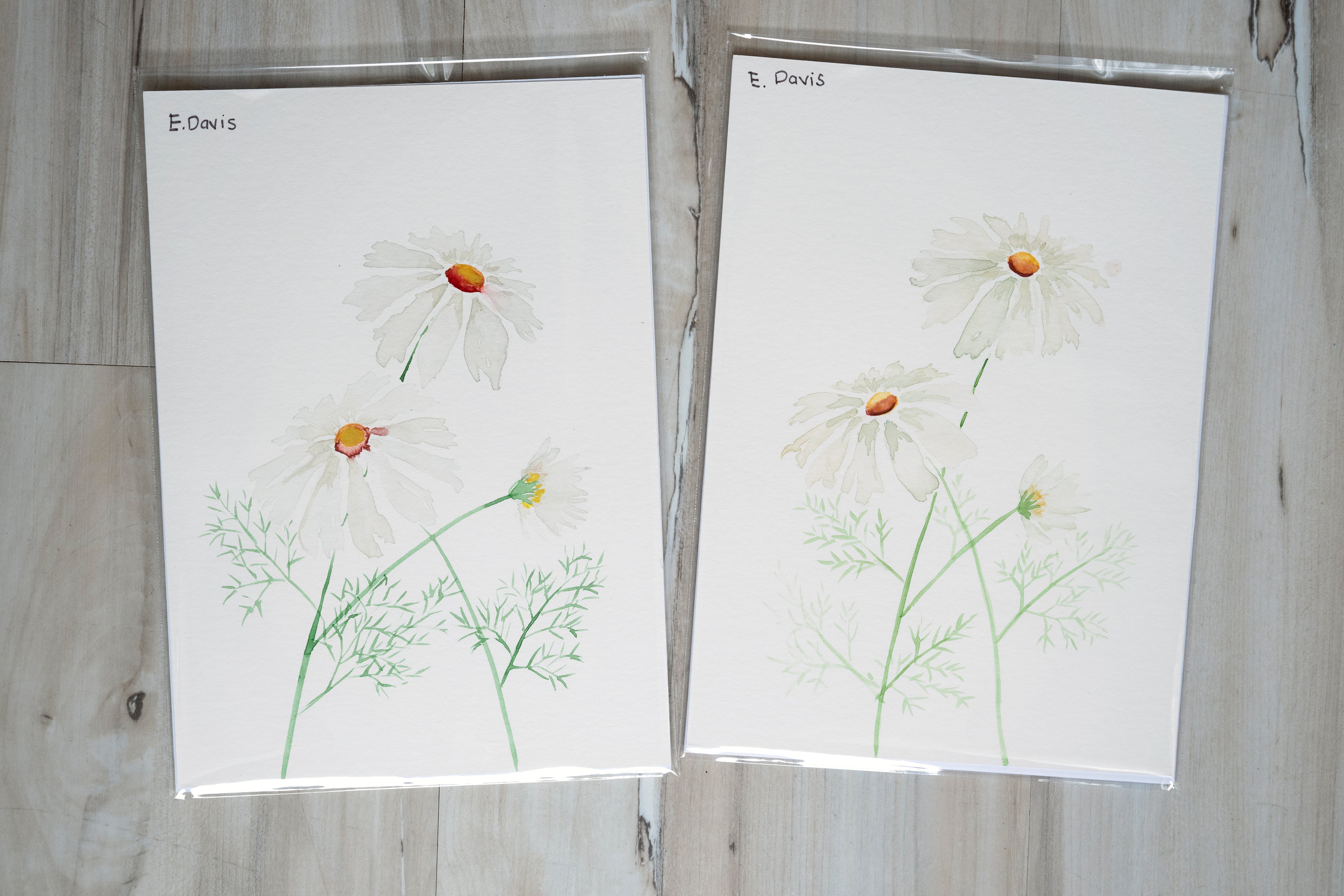 Daisies