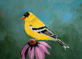 American Goldfinch 5x7 Original Acrylic Painting