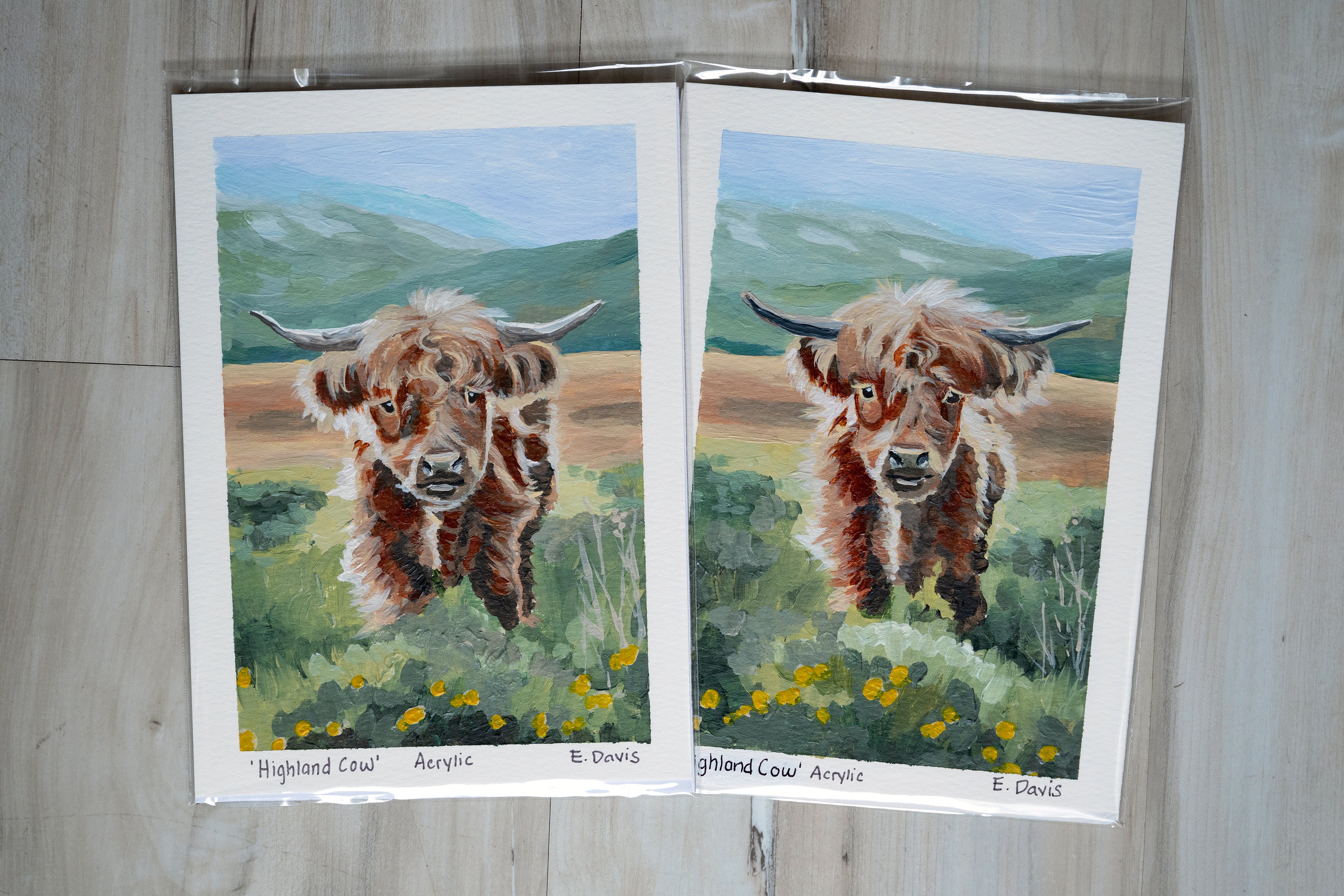 Highland Cow