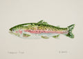 Rainbow Trout 5x7 Original Watercolor Painting