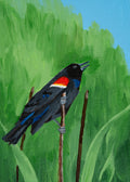 Red Winged Back Bird 5x7 Original Acrylic Painting