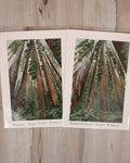 5x7 Original Painting - Redwood Forest